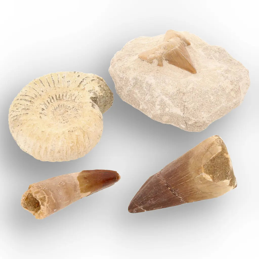 Get your Predators of the Ancient Seas – A Fossil Gift from a Lost World online now or in store at Forever Gems in Franschhoek, South Africa