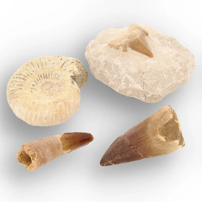 Get your Predators of the Ancient Seas – A Fossil Gift from a Lost World online now or in store at Forever Gems in Franschhoek, South Africa