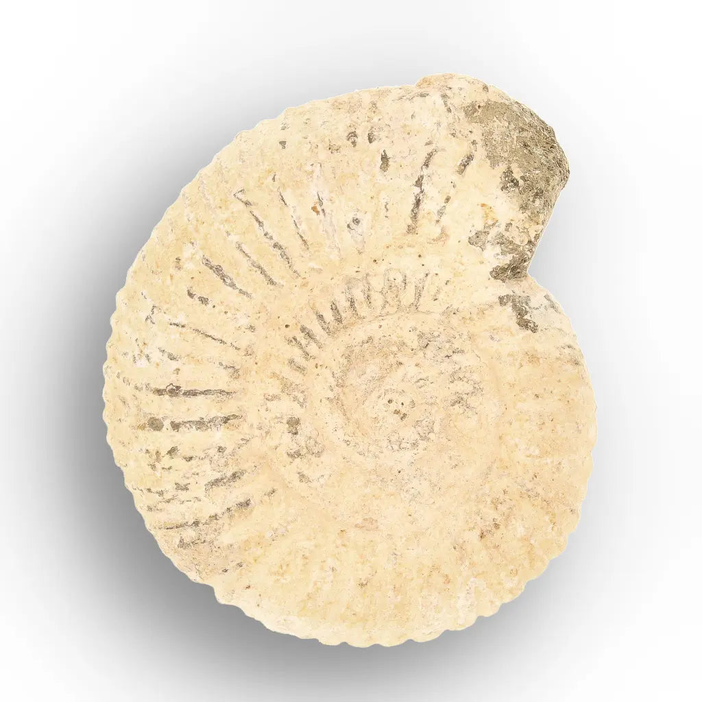 Get your Predators of the Ancient Seas – A Fossil Gift from a Lost World online now or in store at Forever Gems in Franschhoek, South Africa