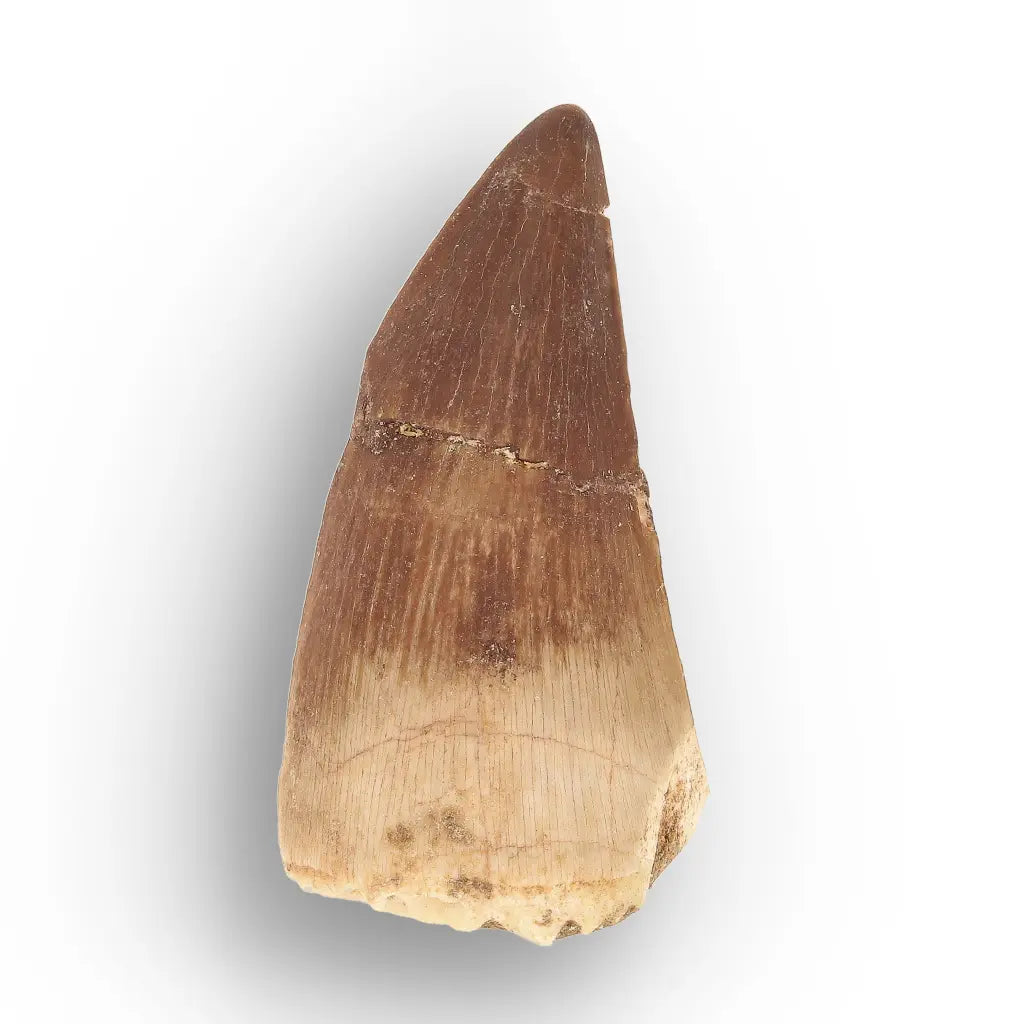 Get your Predators of the Ancient Seas – A Fossil Gift from a Lost World online now or in store at Forever Gems in Franschhoek, South Africa