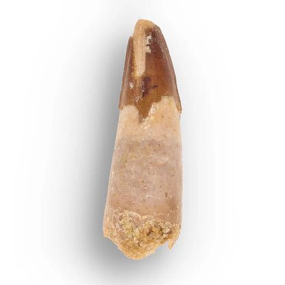 Get your Predators of the Ancient Seas – A Fossil Gift from a Lost World online now or in store at Forever Gems in Franschhoek, South Africa