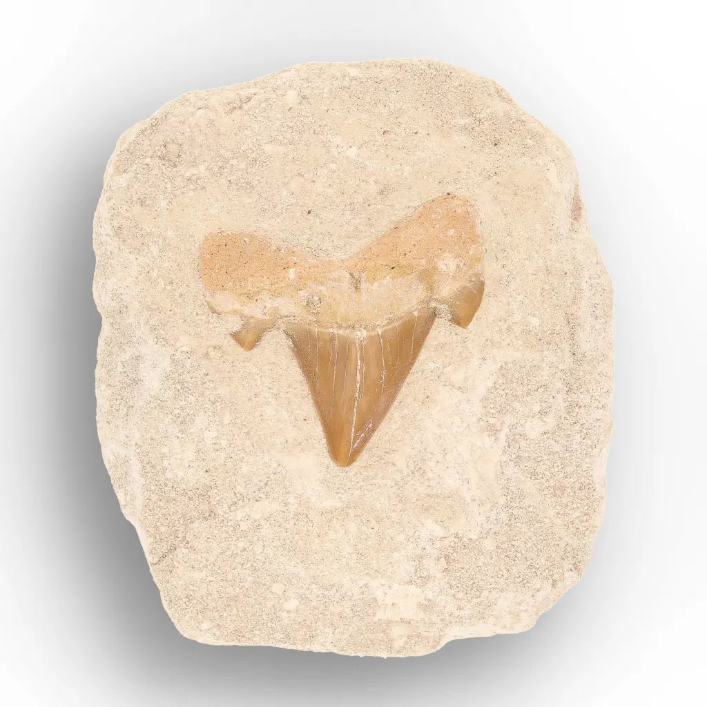 Get your Predators of the Ancient Seas – A Fossil Gift from a Lost World online now or in store at Forever Gems in Franschhoek, South Africa