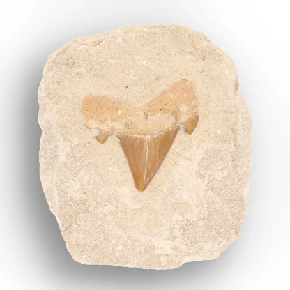 Get your Predators of the Ancient Seas – A Fossil Gift from a Lost World online now or in store at Forever Gems in Franschhoek, South Africa