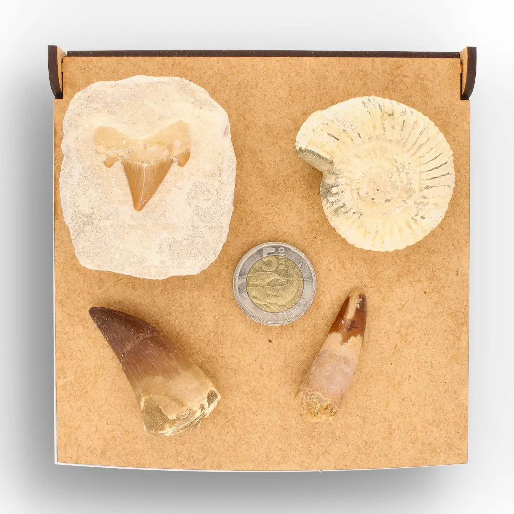 Get your Predators of the Ancient Seas – A Fossil Gift from a Lost World online now or in store at Forever Gems in Franschhoek, South Africa
