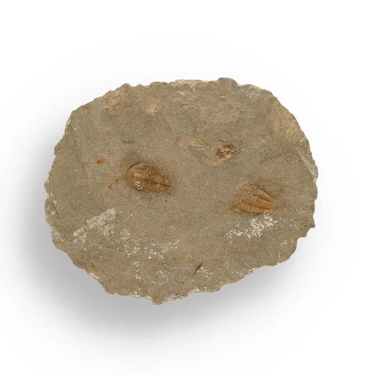 Buy your Eoharpes Trilobite Fossil – Rare 400-Million-Year Marvel! online now or in store at Forever Gems in Franschhoek, South Africa