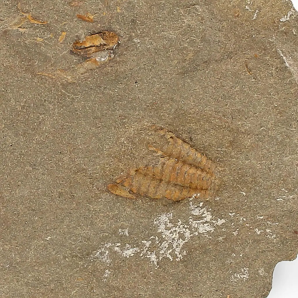 Buy your Eoharpes Trilobite Fossil – Rare 400-Million-Year Marvel! online now or in store at Forever Gems in Franschhoek, South Africa