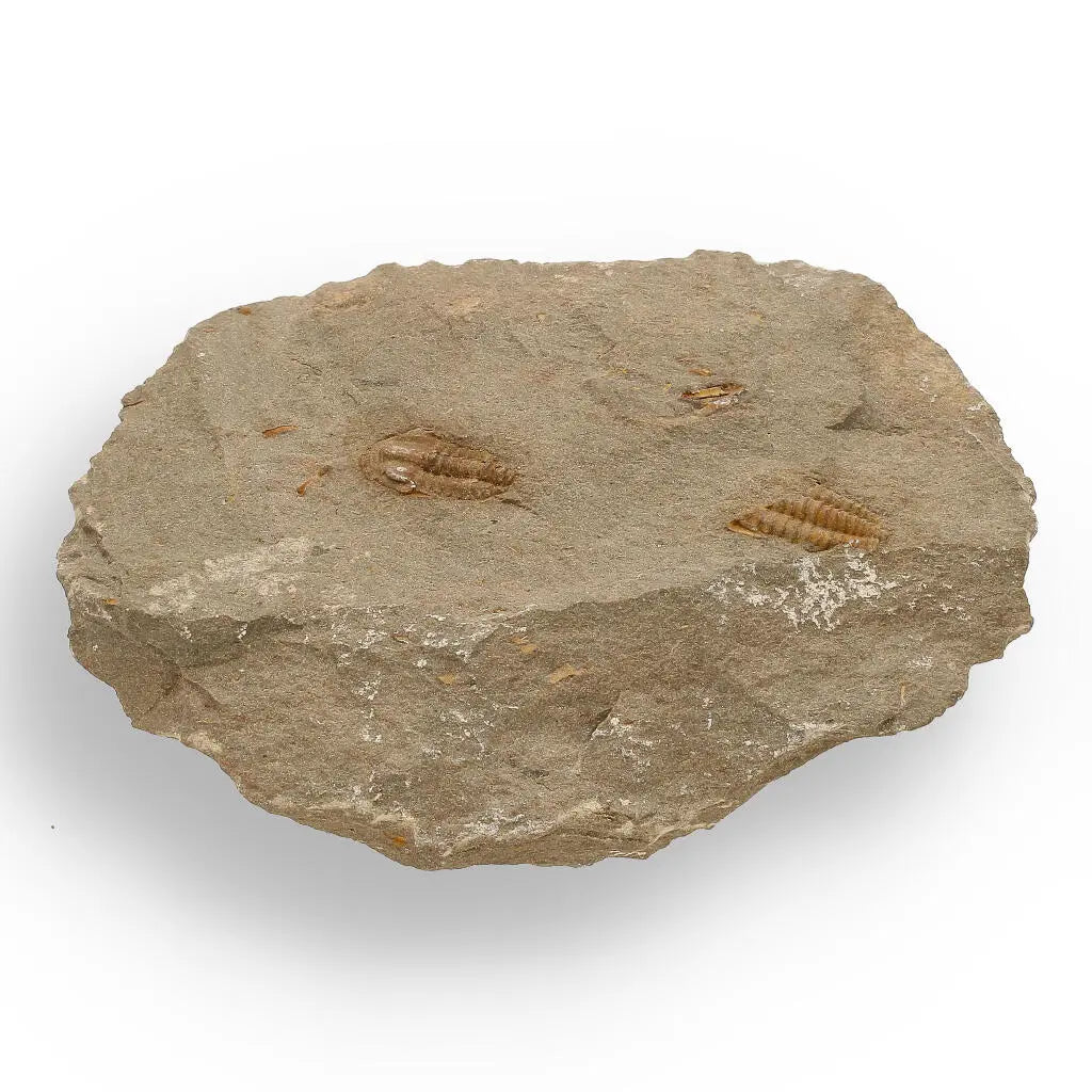 Buy your Eoharpes Trilobite Fossil – Rare 400-Million-Year Marvel! online now or in store at Forever Gems in Franschhoek, South Africa