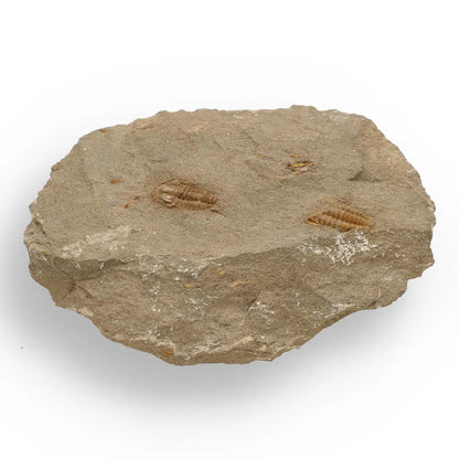 Buy your Eoharpes Trilobite Fossil – Rare 400-Million-Year Marvel! online now or in store at Forever Gems in Franschhoek, South Africa