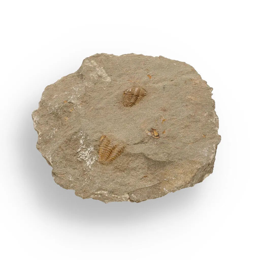 Buy your Eoharpes Trilobite Fossil – Rare 400-Million-Year Marvel! online now or in store at Forever Gems in Franschhoek, South Africa