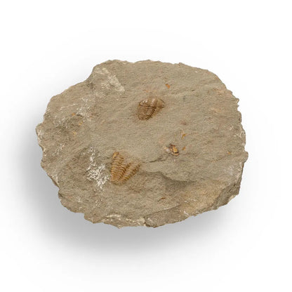 Buy your Eoharpes Trilobite Fossil – Rare 400-Million-Year Marvel! online now or in store at Forever Gems in Franschhoek, South Africa