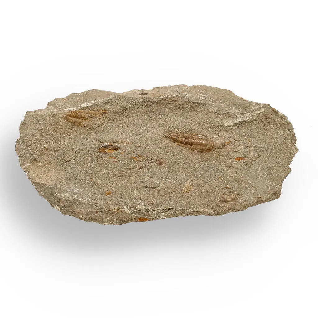 Buy your Eoharpes Trilobite Fossil – Rare 400-Million-Year Marvel! online now or in store at Forever Gems in Franschhoek, South Africa