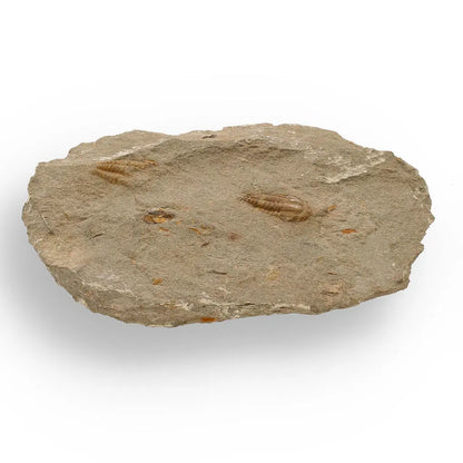 Buy your Eoharpes Trilobite Fossil – Rare 400-Million-Year Marvel! online now or in store at Forever Gems in Franschhoek, South Africa
