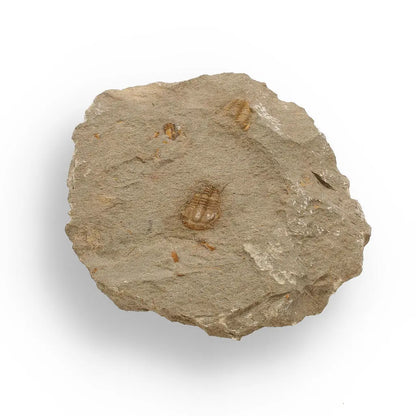 Buy your Eoharpes Trilobite Fossil – Rare 400-Million-Year Marvel! online now or in store at Forever Gems in Franschhoek, South Africa