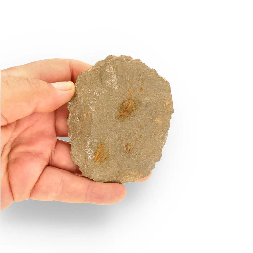 Buy your Eoharpes Trilobite Fossil – Rare 400-Million-Year Marvel! online now or in store at Forever Gems in Franschhoek, South Africa