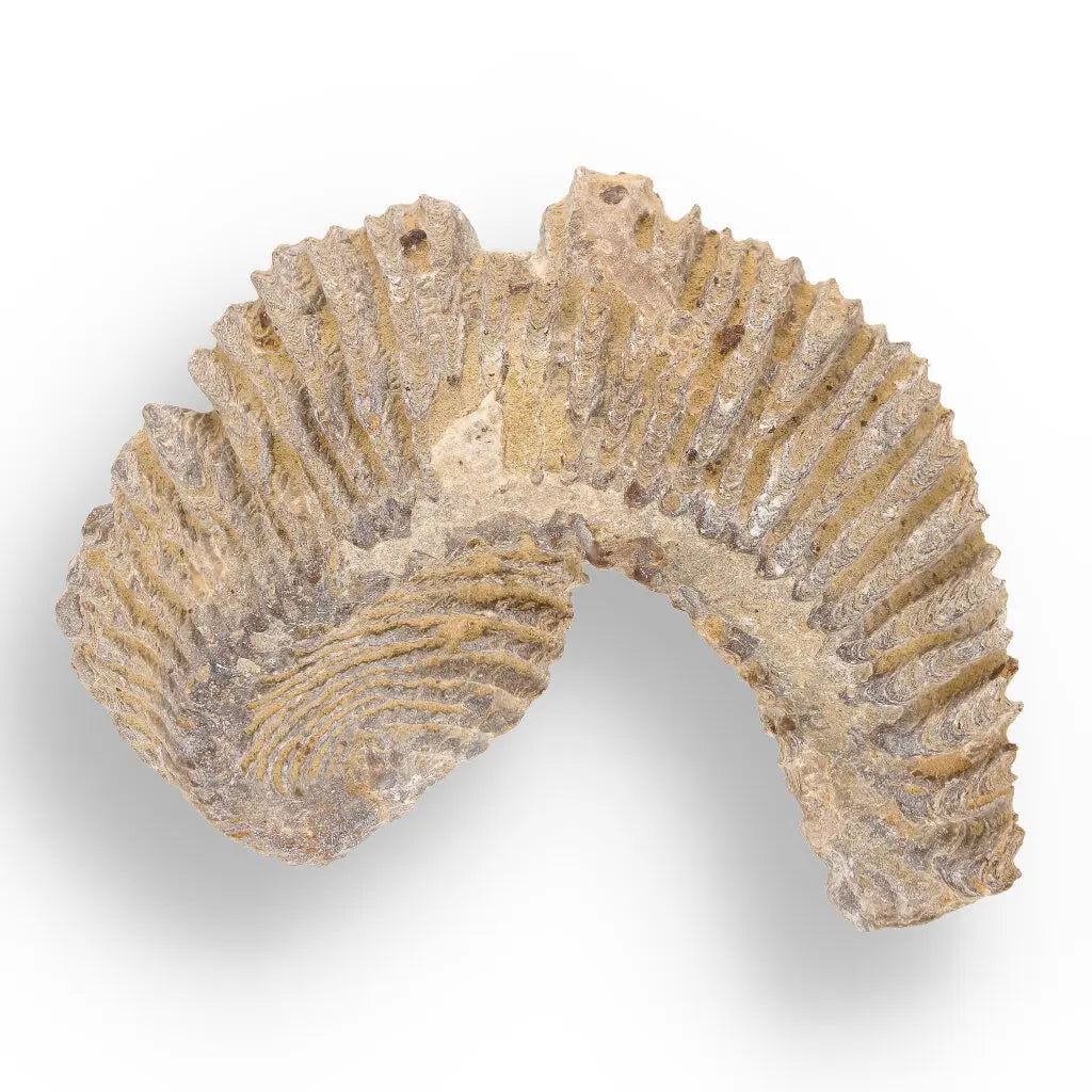 Get your Rastellum Carinatum Oyster Fossil from Mahajanga Province Madagascar online now or in store at Forever Gems in Franschhoek, South Africa