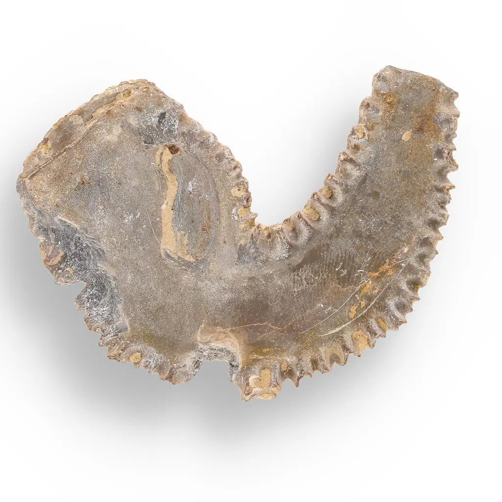 Get your Rastellum Carinatum Oyster Fossil from Mahajanga Province Madagascar online now or in store at Forever Gems in Franschhoek, South Africa