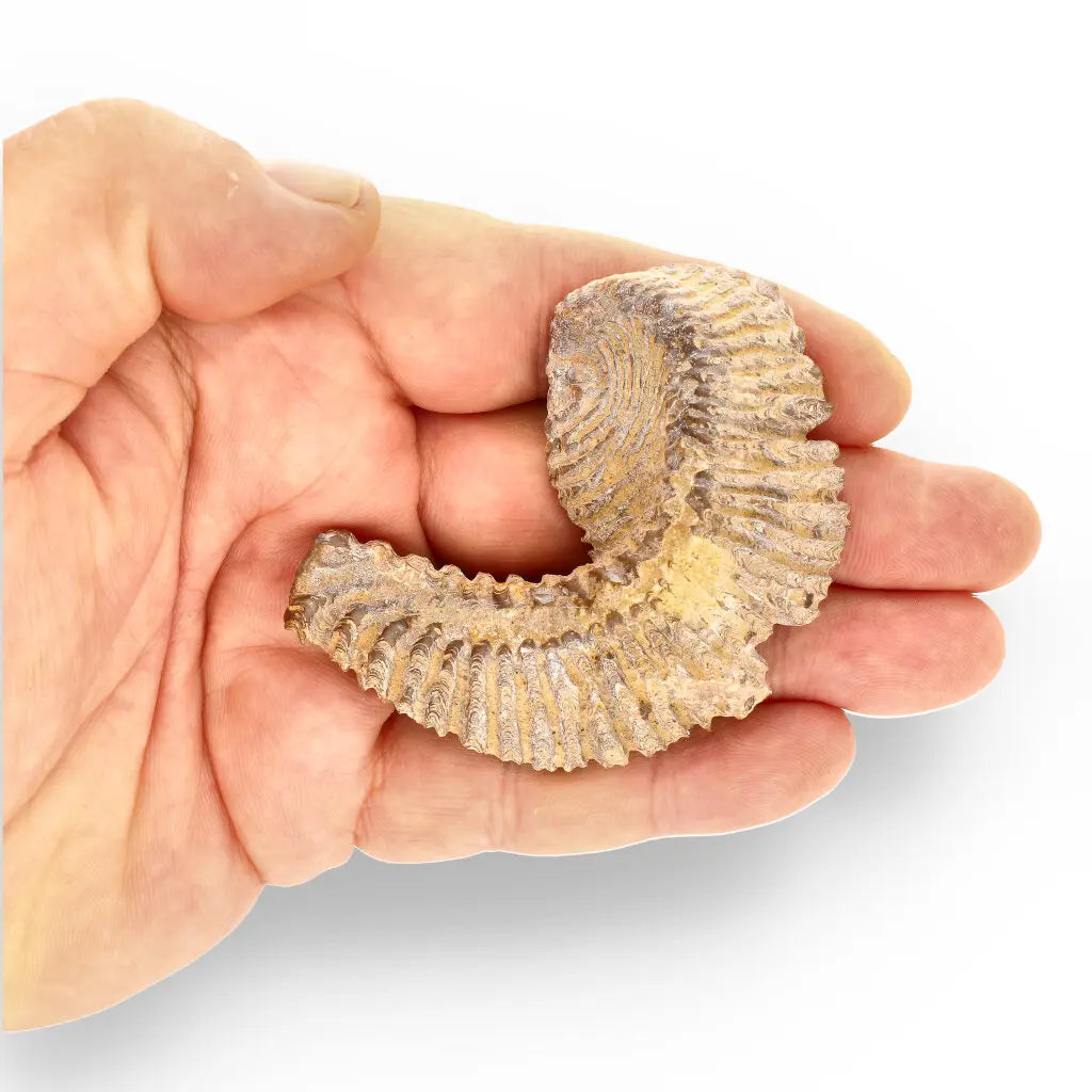 Get your Rastellum Carinatum Oyster Fossil from Mahajanga Province Madagascar online now or in store at Forever Gems in Franschhoek, South Africa