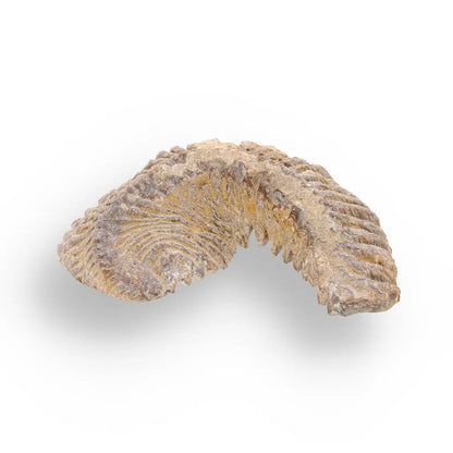 Get your Rastellum Carinatum Oyster Fossil from Mahajanga Province Madagascar online now or in store at Forever Gems in Franschhoek, South Africa