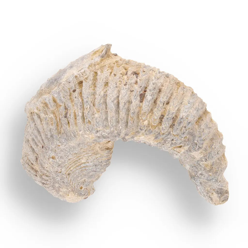 Get your Rastellum Carinatum Oyster Fossil Madagascar Marine Relic Collector online now or in store at Forever Gems in Franschhoek, South Africa