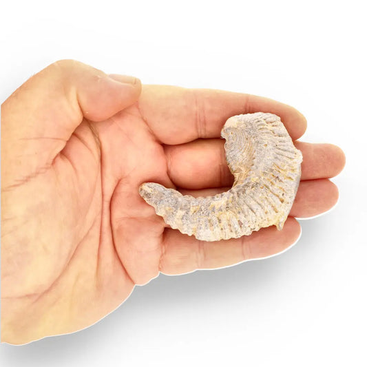 Get your Rastellum Carinatum Oyster Fossil Madagascar Marine Relic Collector online now or in store at Forever Gems in Franschhoek, South Africa