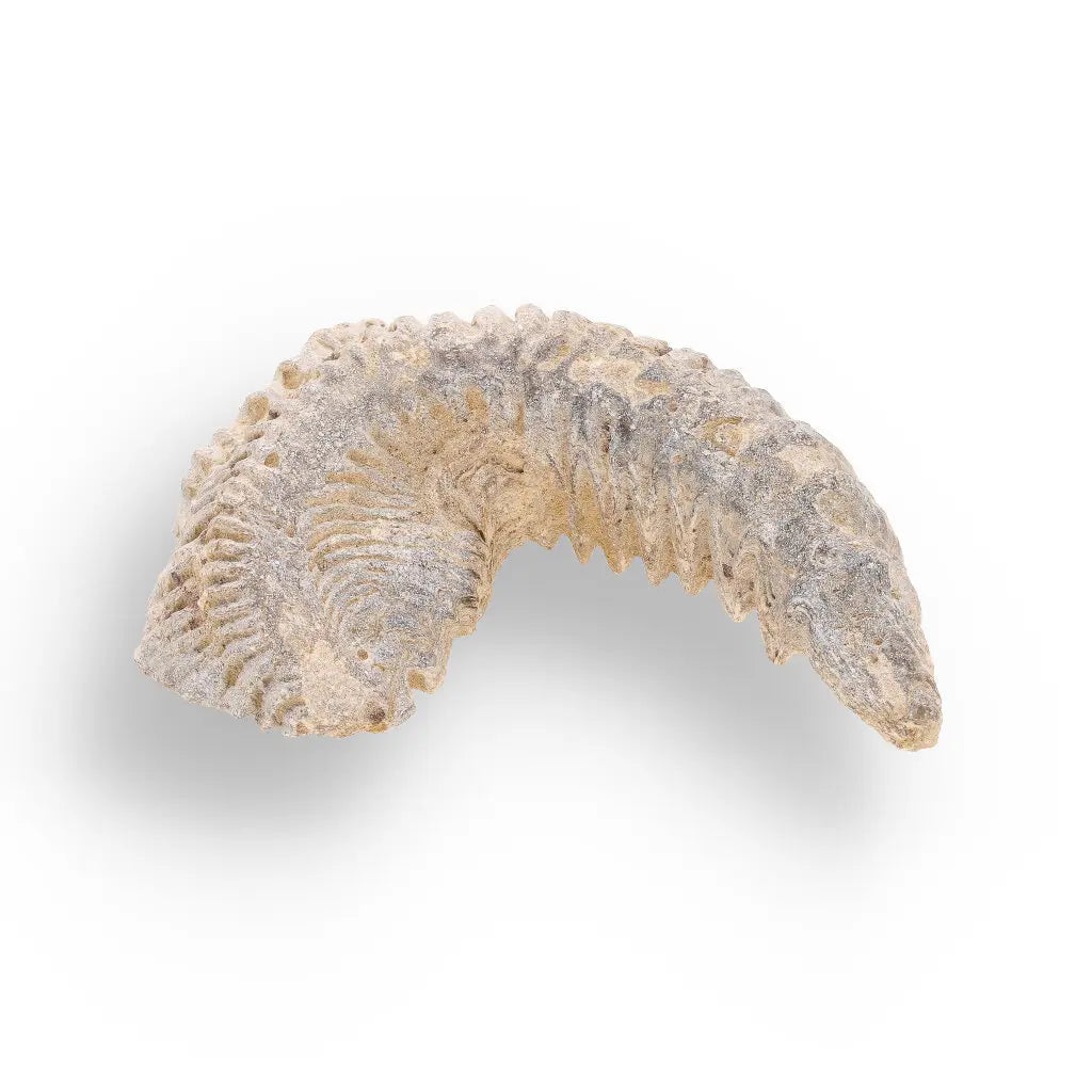 Get your Rastellum Carinatum Oyster Fossil Madagascar Marine Relic Collector online now or in store at Forever Gems in Franschhoek, South Africa