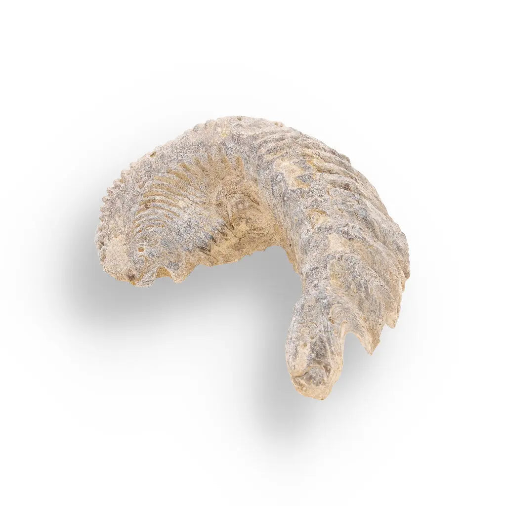Get your Rastellum Carinatum Oyster Fossil Madagascar Marine Relic Collector online now or in store at Forever Gems in Franschhoek, South Africa