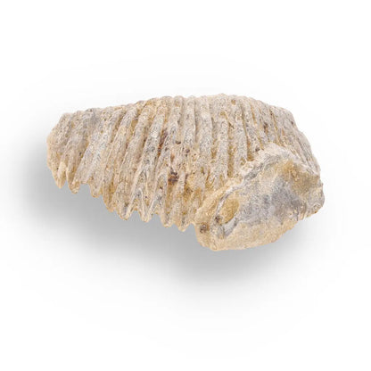 Get your Rastellum Carinatum Oyster Fossil Madagascar Marine Relic Collector online now or in store at Forever Gems in Franschhoek, South Africa