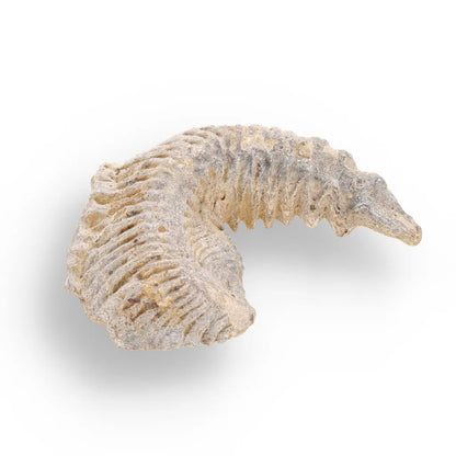 Get your Rastellum Carinatum Oyster Fossil Madagascar Marine Relic Collector online now or in store at Forever Gems in Franschhoek, South Africa