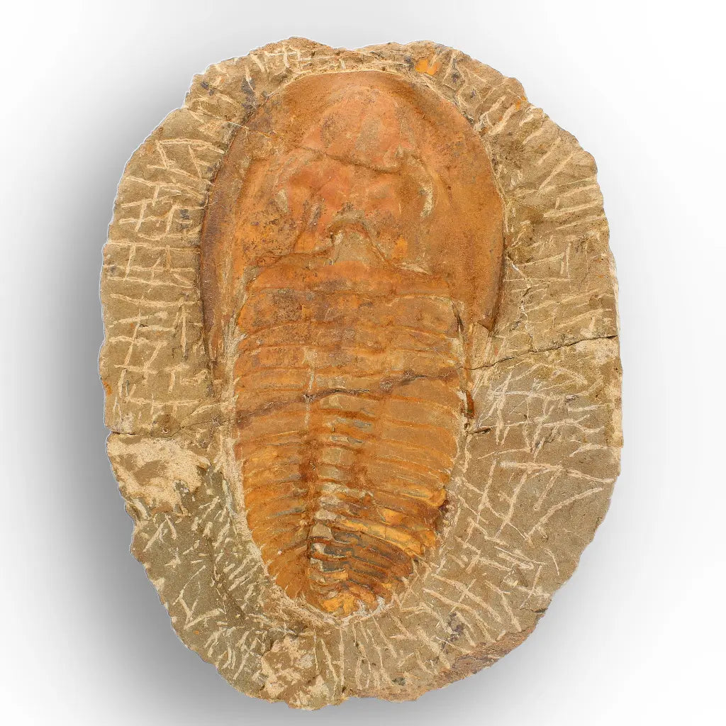 Large Cambropallas Telesto Trilobite Fossil from Morocco