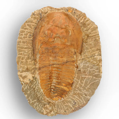 Large Cambropallas Telesto Trilobite Fossil from Morocco