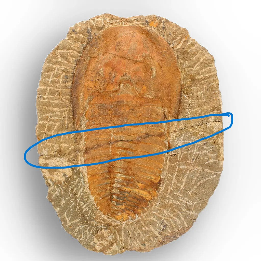 Large Cambropallas Telesto Trilobite Fossil from Morocco