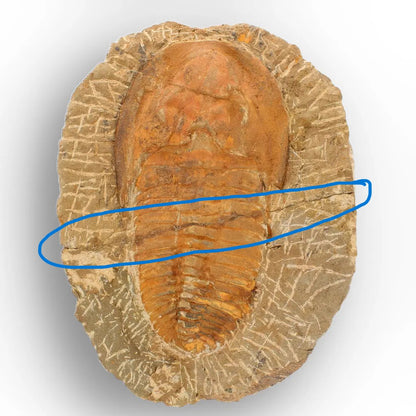 Large Cambropallas Telesto Trilobite Fossil from Morocco