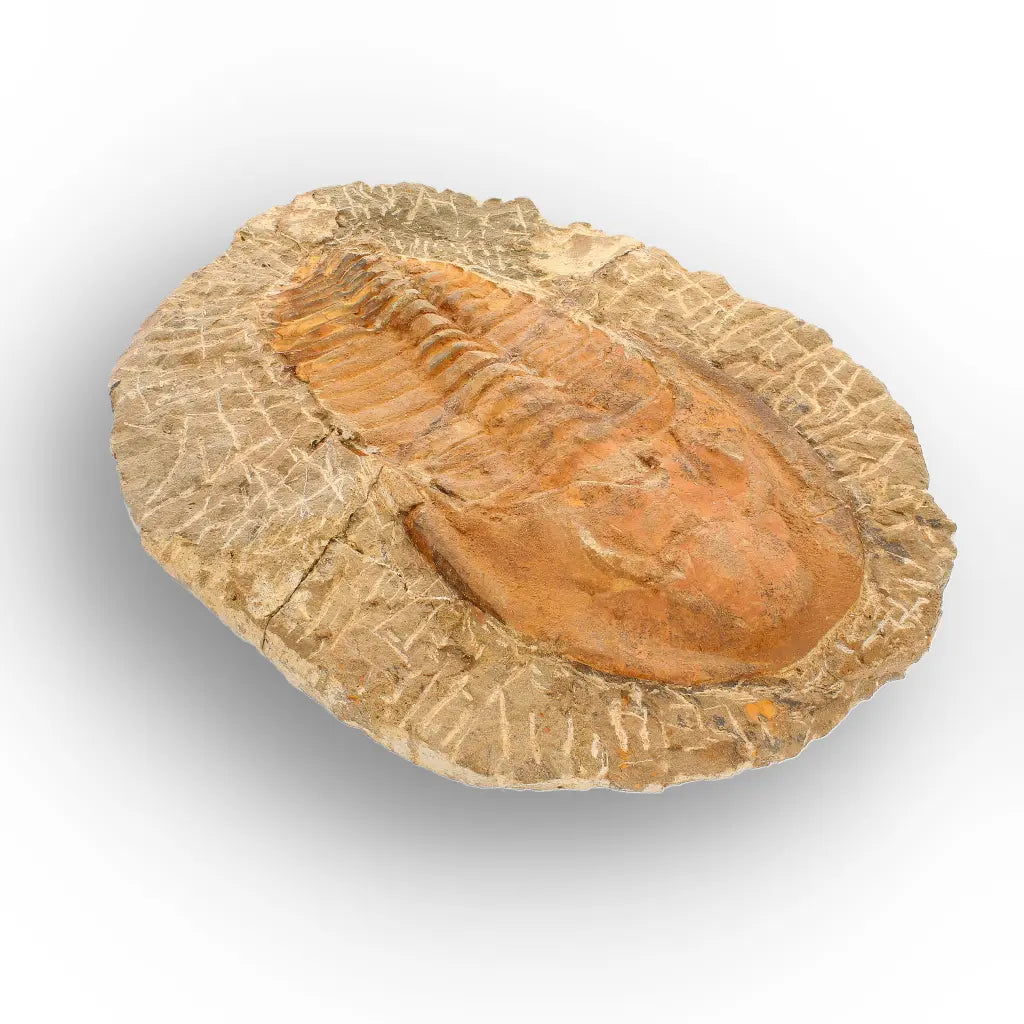 Large Cambropallas Telesto Trilobite Fossil from Morocco