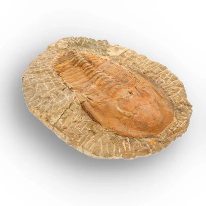 Large Cambropallas Telesto Trilobite Fossil from Morocco