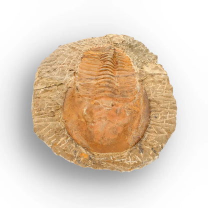 Large Cambropallas Telesto Trilobite Fossil from Morocco