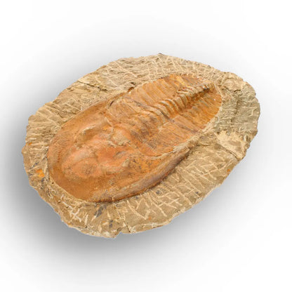 Large Cambropallas Telesto Trilobite Fossil from Morocco