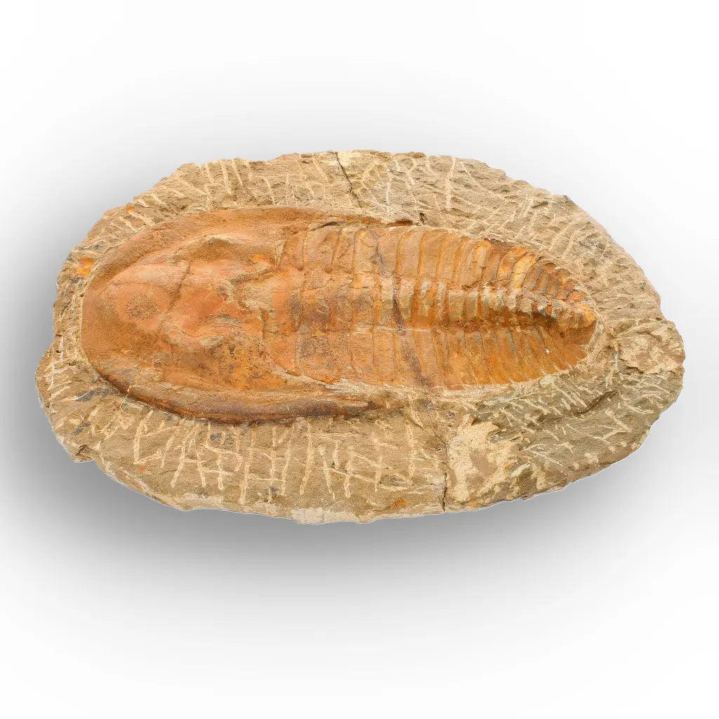Large Cambropallas Telesto Trilobite Fossil from Morocco
