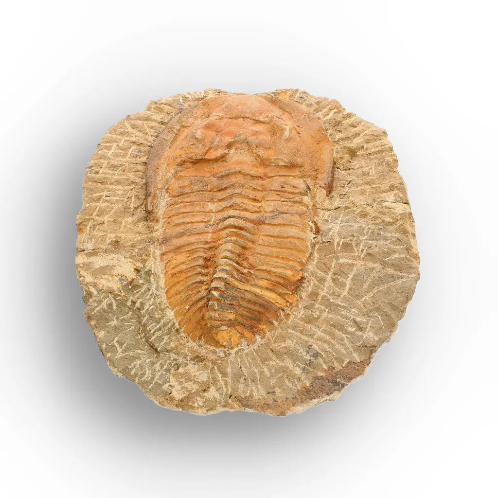 Large Cambropallas Telesto Trilobite Fossil from Morocco