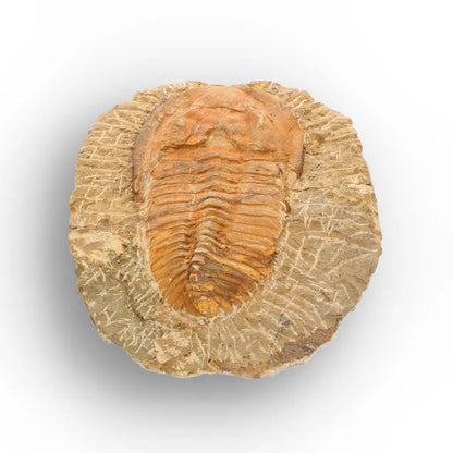 Large Cambropallas Telesto Trilobite Fossil from Morocco