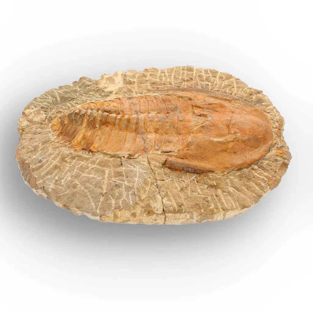 Large Cambropallas Telesto Trilobite Fossil from Morocco