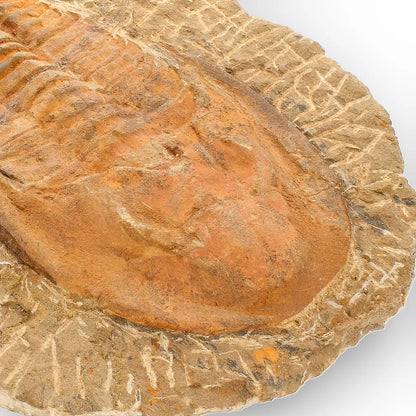 Large Cambropallas Telesto Trilobite Fossil from Morocco