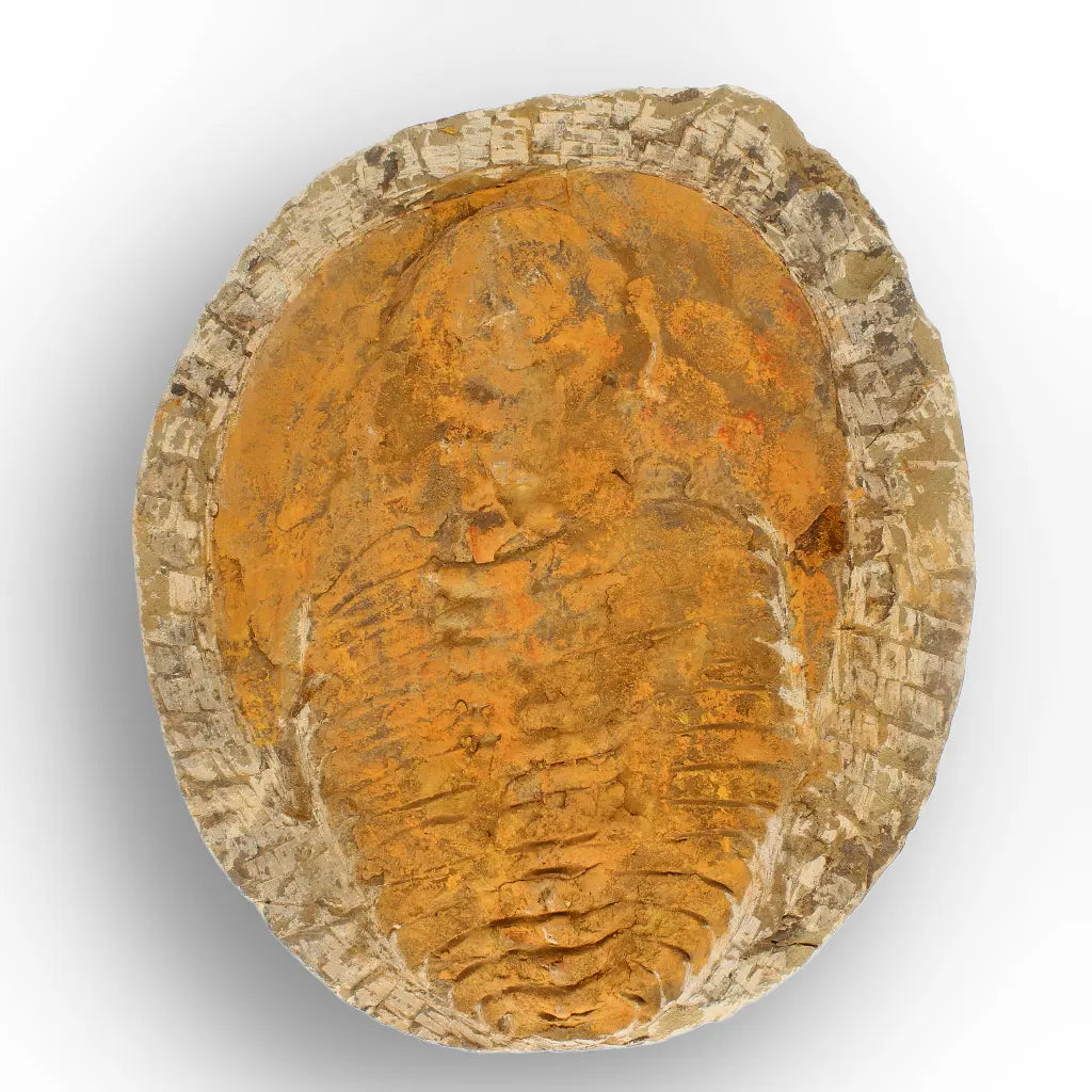 Exceptional Cambropallas Telesto Trilobite Fossil Morocco