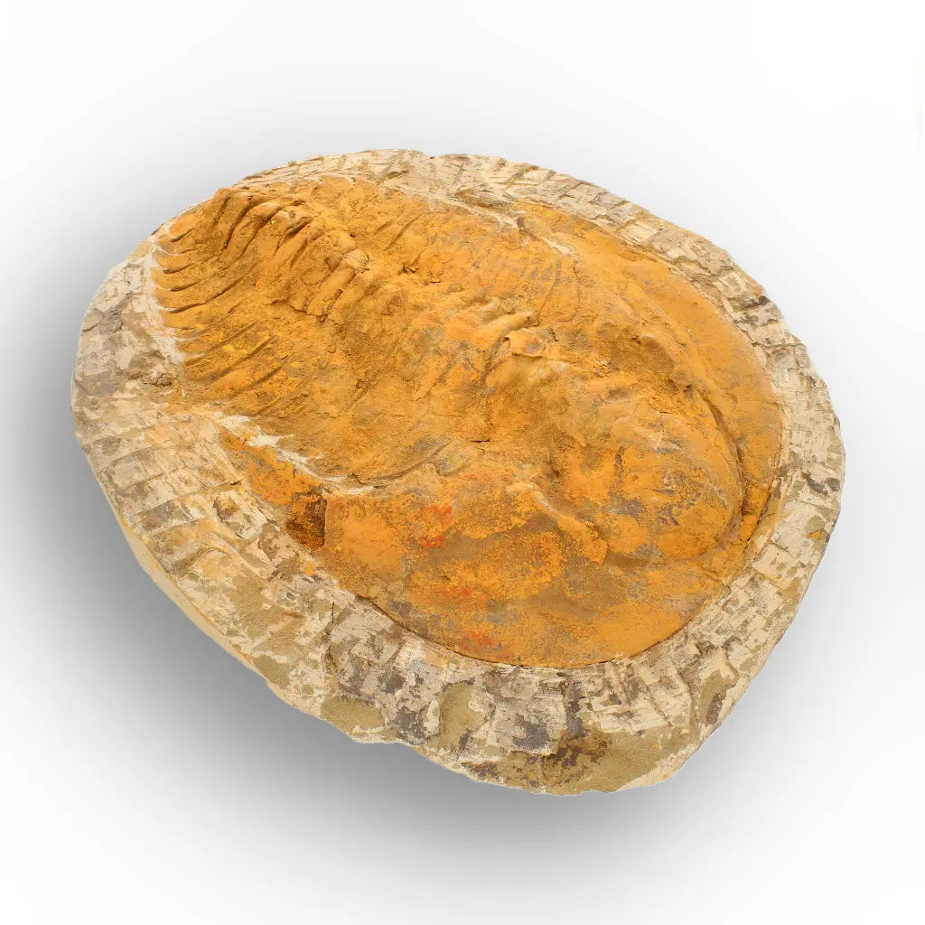 Exceptional Cambropallas Telesto Trilobite Fossil Morocco