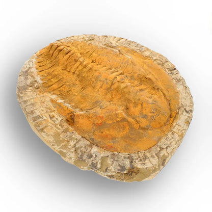 Exceptional Cambropallas Telesto Trilobite Fossil Morocco