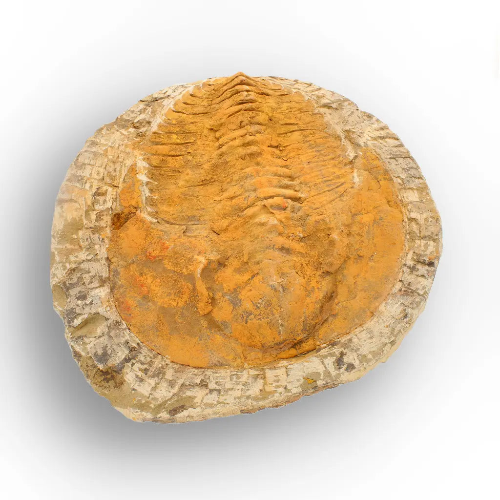 Exceptional Cambropallas Telesto Trilobite Fossil Morocco