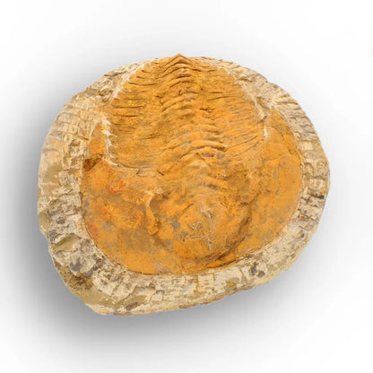 Exceptional Cambropallas Telesto Trilobite Fossil Morocco