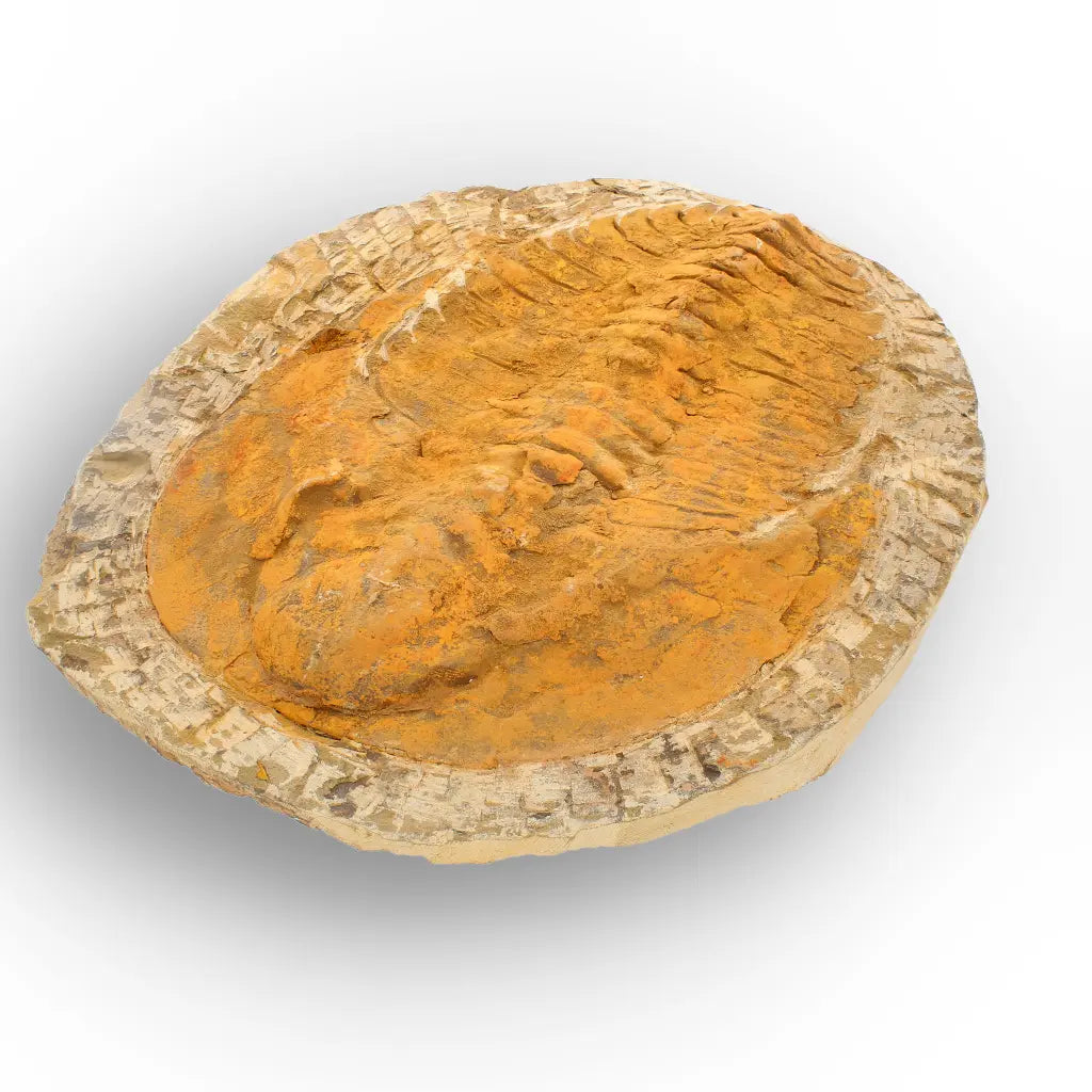 Exceptional Cambropallas Telesto Trilobite Fossil Morocco