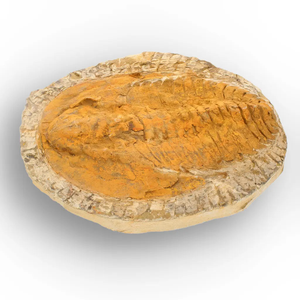 Exceptional Cambropallas Telesto Trilobite Fossil Morocco