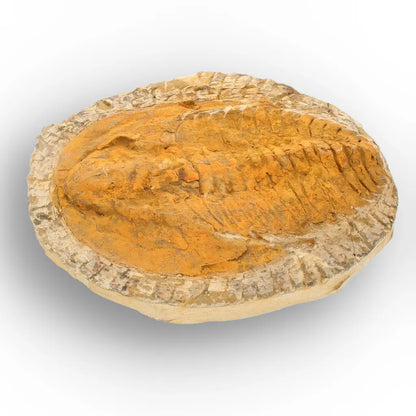 Exceptional Cambropallas Telesto Trilobite Fossil Morocco