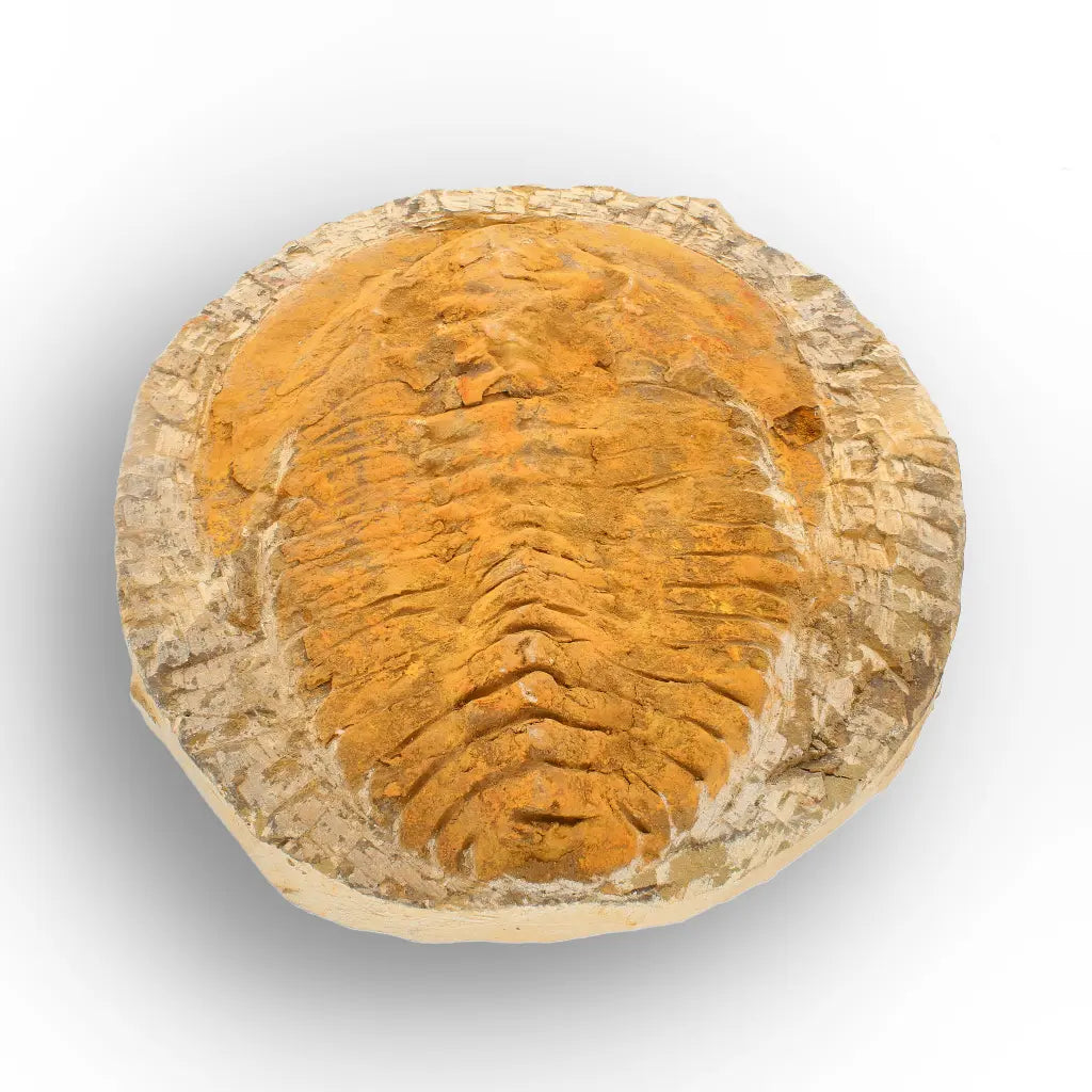 Exceptional Cambropallas Telesto Trilobite Fossil Morocco